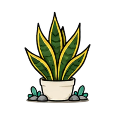 Snake plant